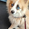 Aïko participe au concours pour gagner de l'argent avec cette photo : adorable, blue_eyes, canine, carpet, close_up, collar, dog, domestic_animal, fluffy, fur, gaze, indoor, leash, nose, paw, pet, portrait, puppy, sitting, tan_fur