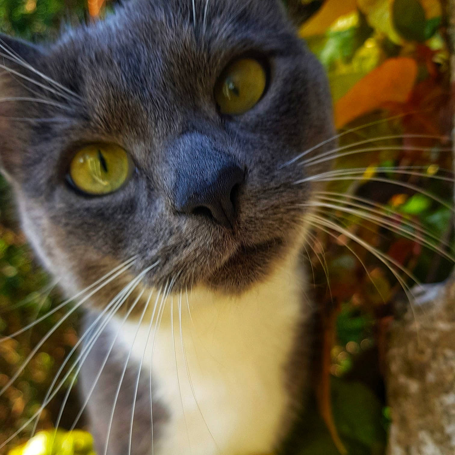 May a rejoint le concours — aidez-le/la à gagner de superbes lots ! british_shorthair, burmese, carnivore, cat, chartreux, close_up, domestic_short_haired_cat, eye, felidae, grass, leaf, nose, plant, small_to_medium_sized_cats, snout, tree, whiskers, wildlife