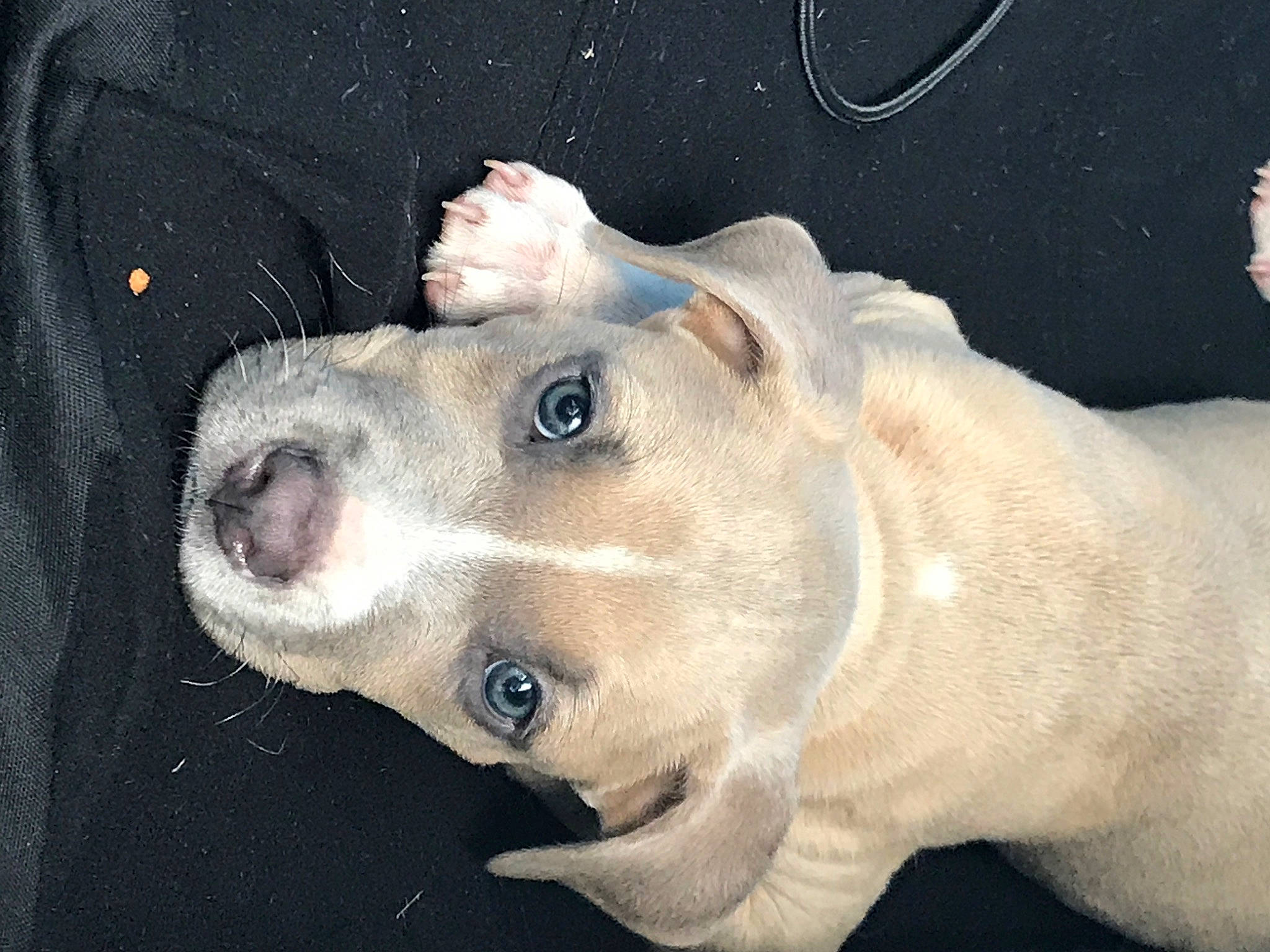 Zeki joined the competition — help win amazing prizes! american_pit_bull_terrier, canidae, carnivore, dog, dog_breed, ear, fawn, labrador_retriever, mammal, non_sporting_group, nose, puppy, snout, sporting_group, vertebrate