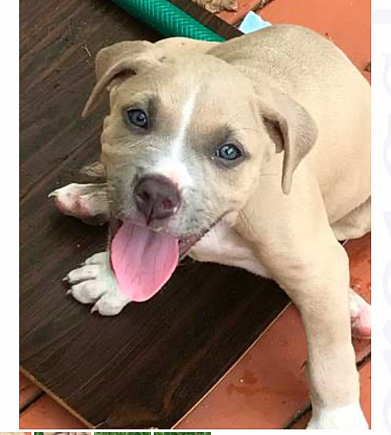 Zeki joined the competition — help win amazing prizes! american_bulldog, american_pit_bull_terrier, american_staffordshire_terrier, boxer, bulldog, canidae, carnivore, catahoula_bulldog, dog, dog_breed, fawn, labrador_retriever, mammal, non_sporting_group, nose, pit_bull, puppy, rare_breed_dog, sporting_group, vertebrate