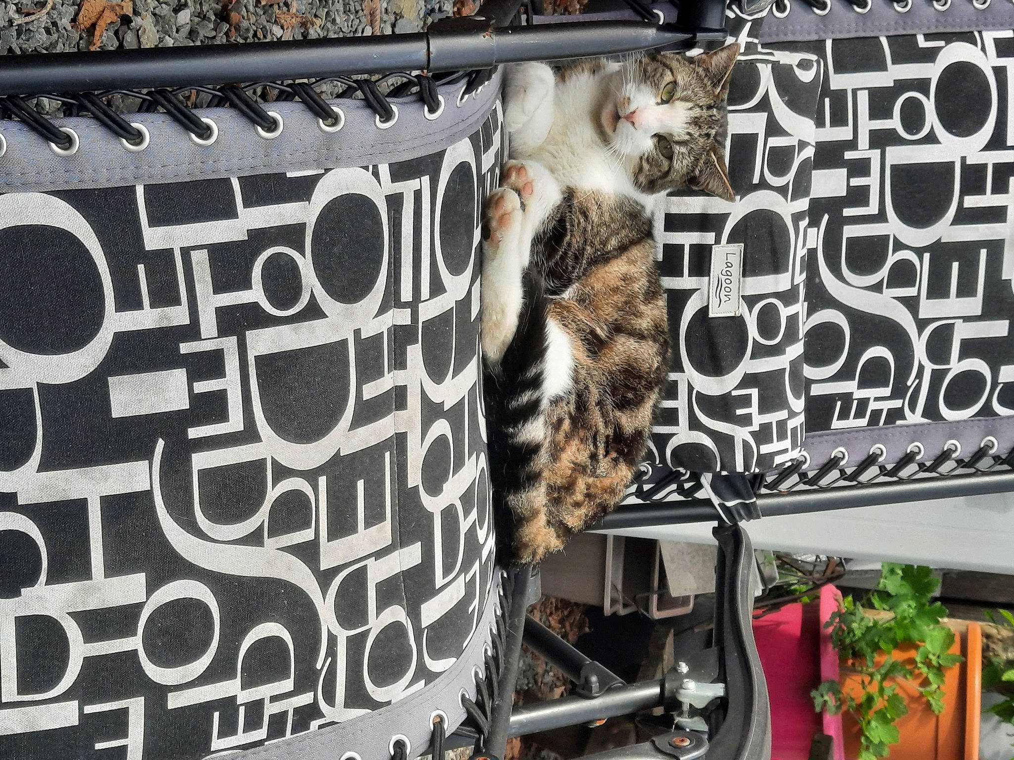 Sherkan participe au concours pour gagner de l'argent avec cette photo : art, automotive_exterior, automotive_tire, carnivore, cat, felidae, font, fur, houseplant, leopard, mammal, mesh, metal, pattern, plant, small_to_medium_sized_cats, snout, textile, wall, whiskers