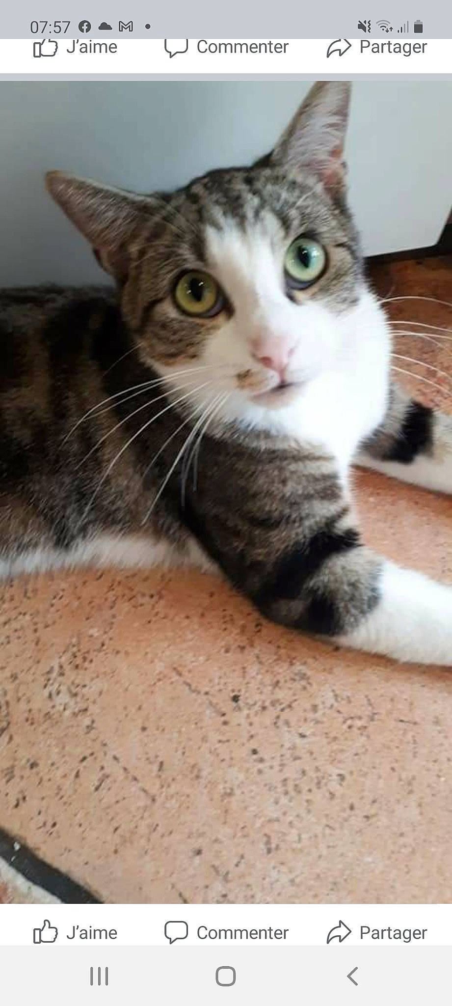 Sherkan participe au concours pour gagner de l'argent avec cette photo : carnivore, cat, claw, comfort, domestic_short_haired_cat, eye, felidae, fur, head, paw, sitting, small_to_medium_sized_cats, snout, tail, terrestrial_animal, whiskers