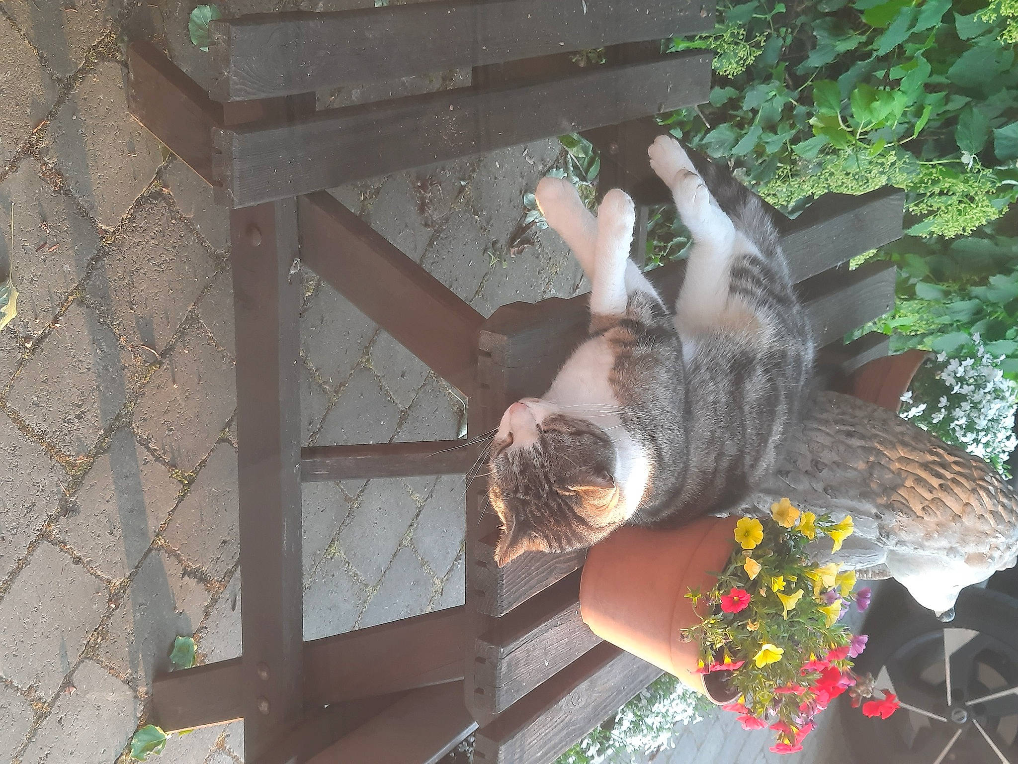 Sherkan participe au concours pour gagner de l'argent avec cette photo : carnivore, chain_link_fencing, companion_dog, dog_breed, fawn, felidae, fence, flower, mesh, plant, small_to_medium_sized_cats, sporting_group, tail, tree, wire_fencing, wood