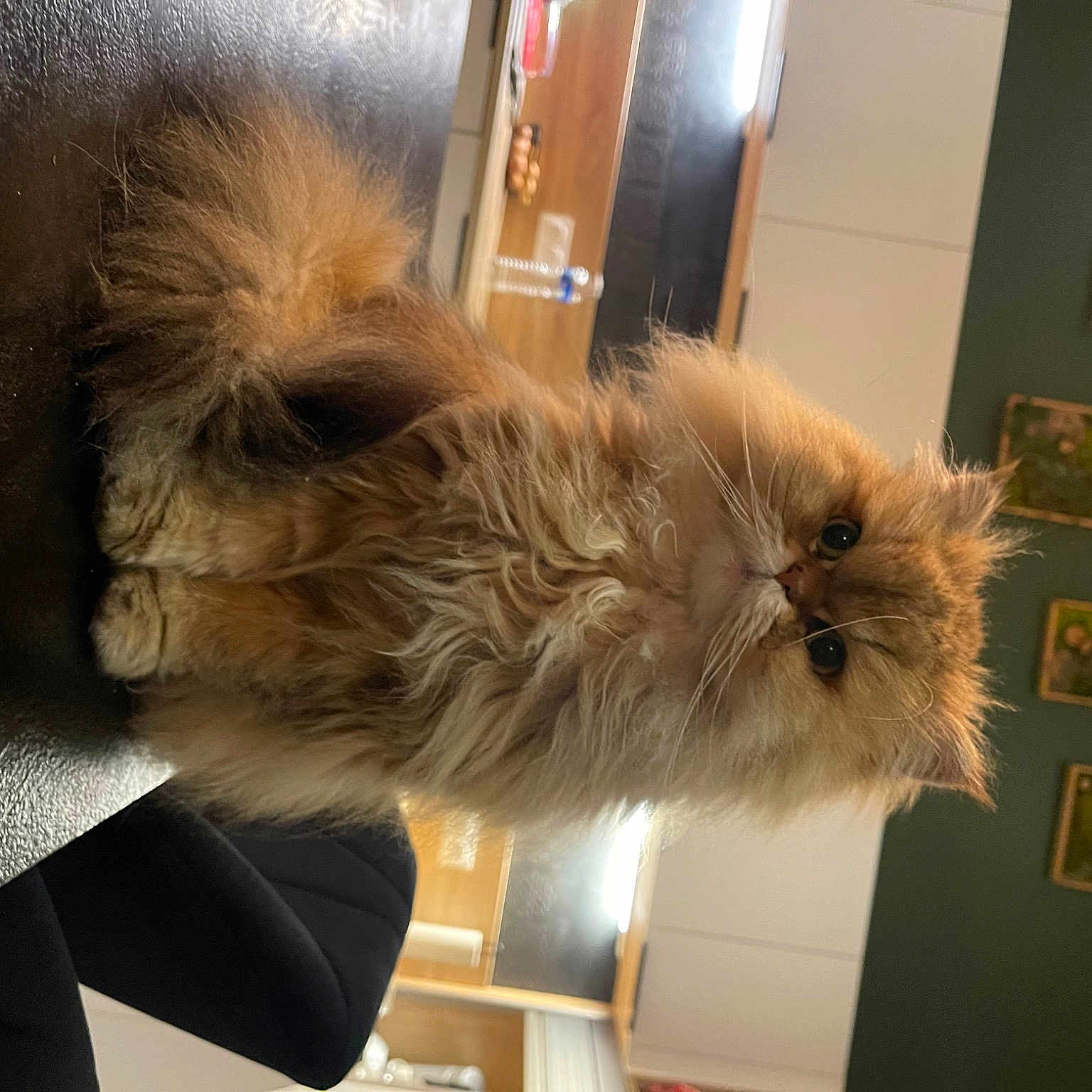 Malefik a rejoint le concours — aidez-le/la à gagner de superbes lots ! british_longhair, carnivore, cat, fawn, felidae, fur, natural_material, plant, small_to_medium_sized_cats, tail, terrestrial_animal, whiskers