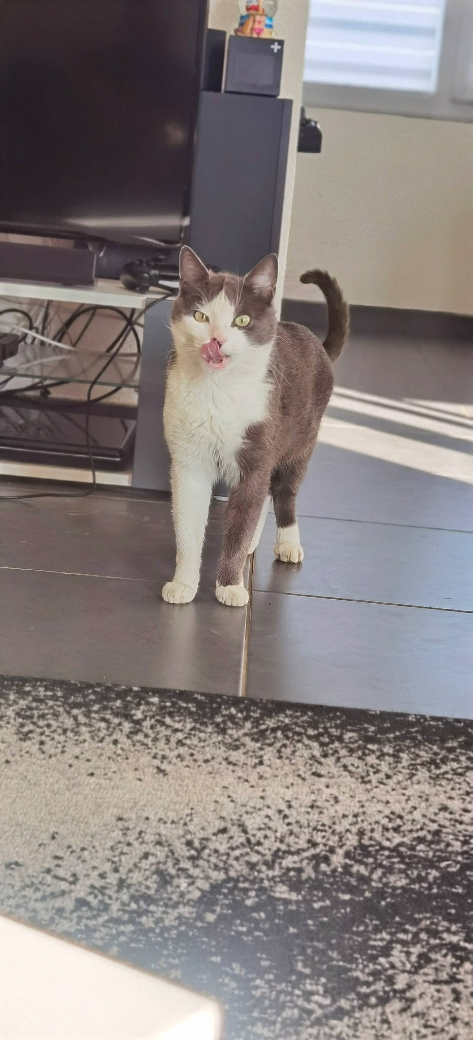 Lutchi a rejoint le concours — aidez-le/la à gagner de superbes lots ! automotive_tire, carnivore, cat, claw, domestic_short_haired_cat, fawn, felidae, flooring, fur, grey, human_leg, metal, paw, road_surface, sitting, small_to_medium_sized_cats, snout, tail, whiskers, wood