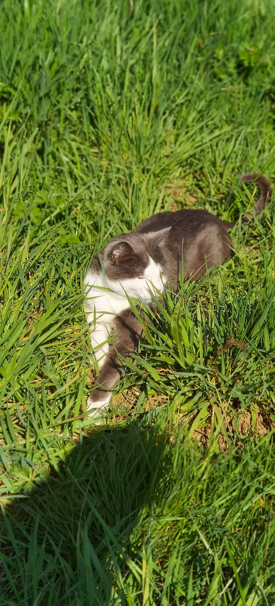 Lutchi participe au concours pour gagner de l'argent avec cette photo : carnivore, cat, conifer, dog_breed, domestic_short_haired_cat, evergreen, fawn, felidae, fur, grass, grassland, groundcover, lawn, plant, small_to_medium_sized_cats, snout, sporting_group, tail, terrestrial_animal, whiskers