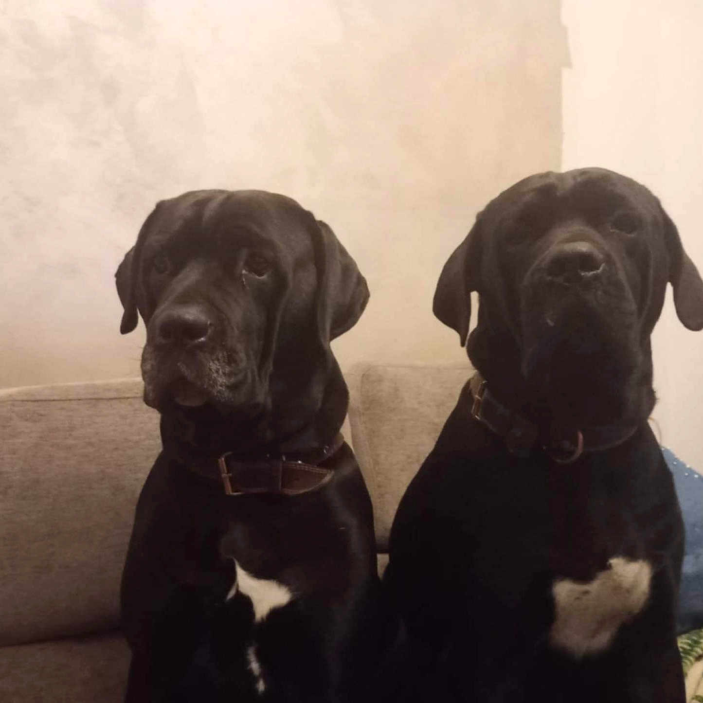 Phalco Pablo a rejoint le concours — aidez-le/la à gagner de superbes lots ! animal, architecture, boxer, building, canine, couch, cushion, dog, furniture, greatdane, homedecor, hound, indoors, labradorretriever, livingroom, pet, pointer, puppy, room, snout