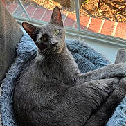 Smokey joined the competition — help win amazing prizes! cat, gray_cat, pet, indoor, window, sunlight, fluffy_bed, relaxed, curious, animal, feline, cozy, home, fur, resting, looking, daylight, plant_pot, brick, chair