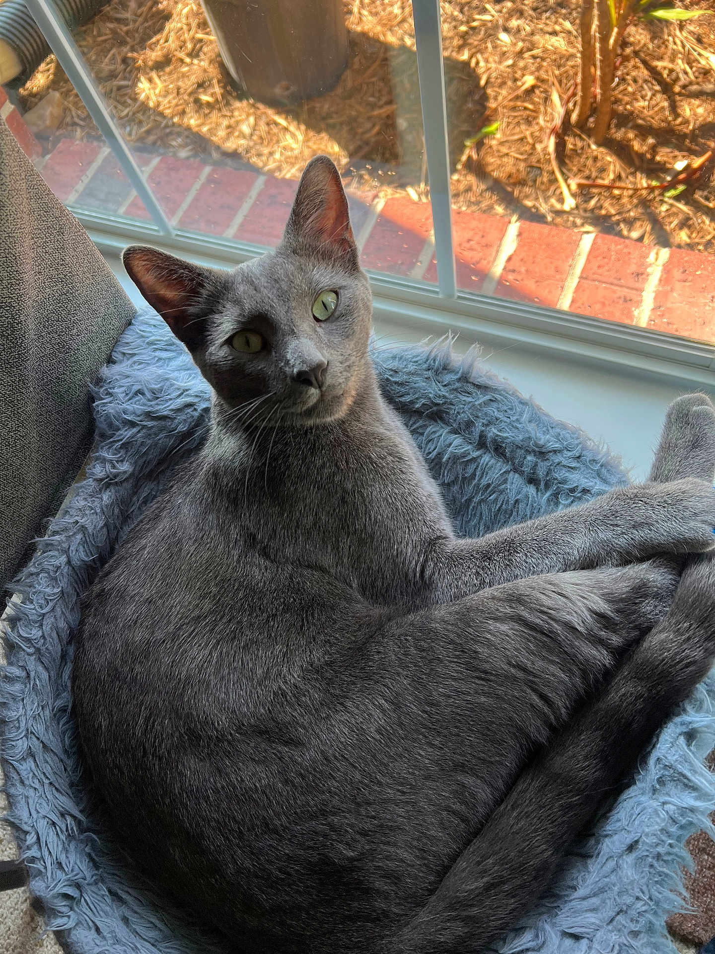 Smokey joined the competition — help win amazing prizes! cat, gray_cat, pet, indoor, window, sunlight, fluffy_bed, relaxed, curious, animal, feline, cozy, home, fur, resting, looking, daylight, plant_pot, brick, chair