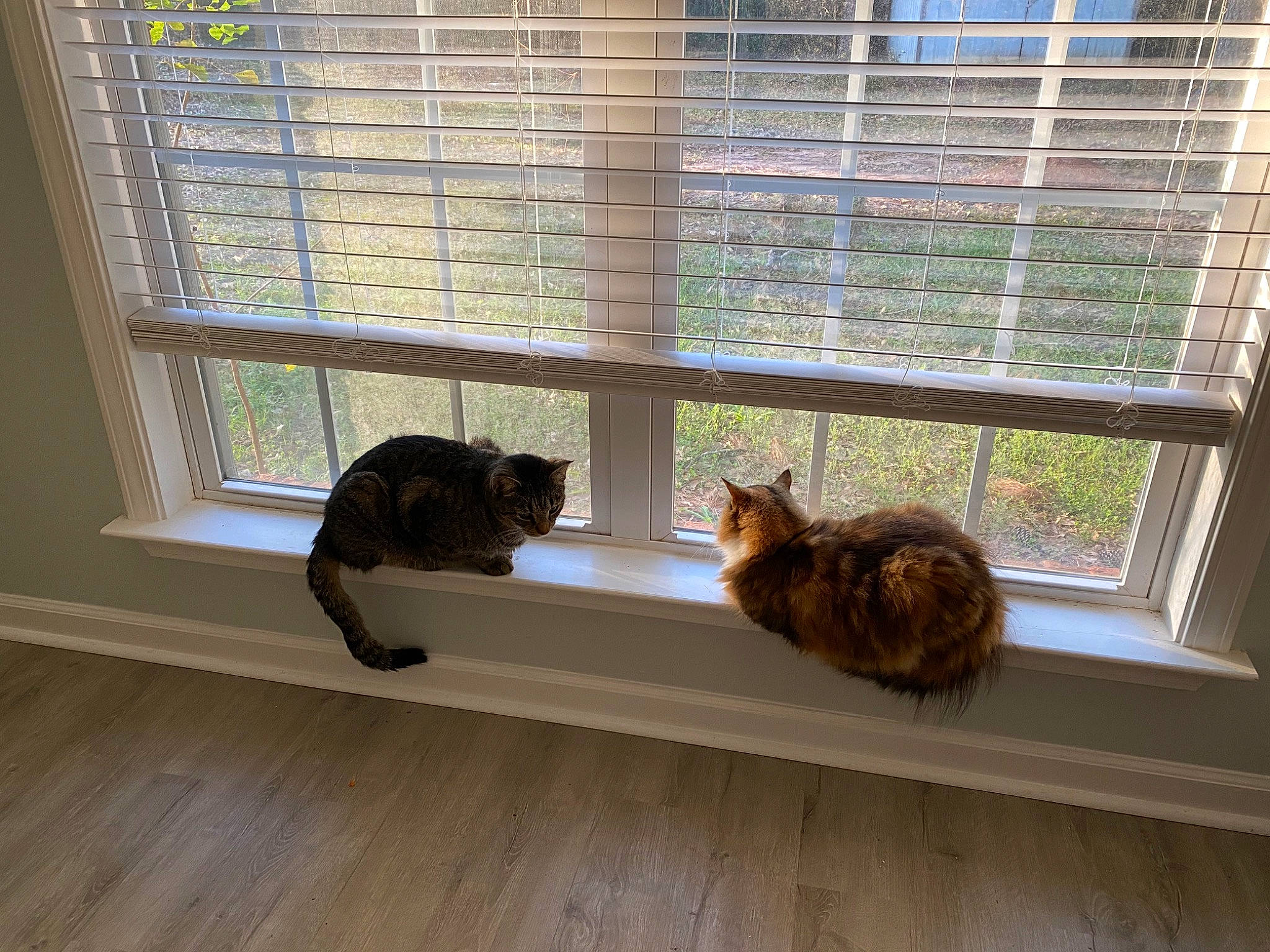 Molly joined the competition — help win amazing prizes! animal_shelter, brown, carnivore, cat, fawn, felidae, flooring, hardwood, interior_design, laminate_flooring, pet_supply, plant, small_to_medium_sized_cats, tail, whiskers, window, window_blind, window_covering, window_treatment, wood