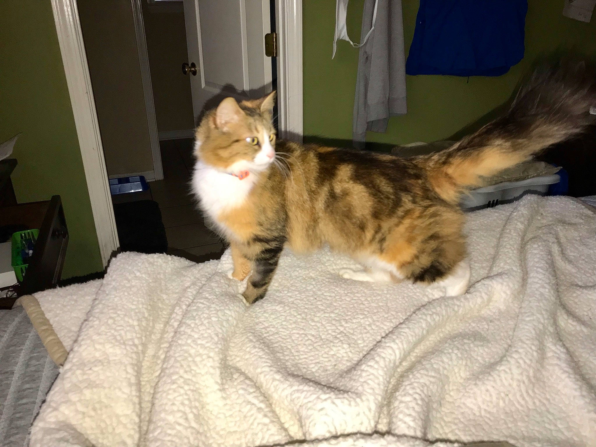 Molly joined the competition — help win amazing prizes! bed, carnivore, cat, comfort, domestic_short_haired_cat, door, fawn, felidae, fur, linens, paw, room, small_to_medium_sized_cats, tail, terrestrial_animal, whiskers