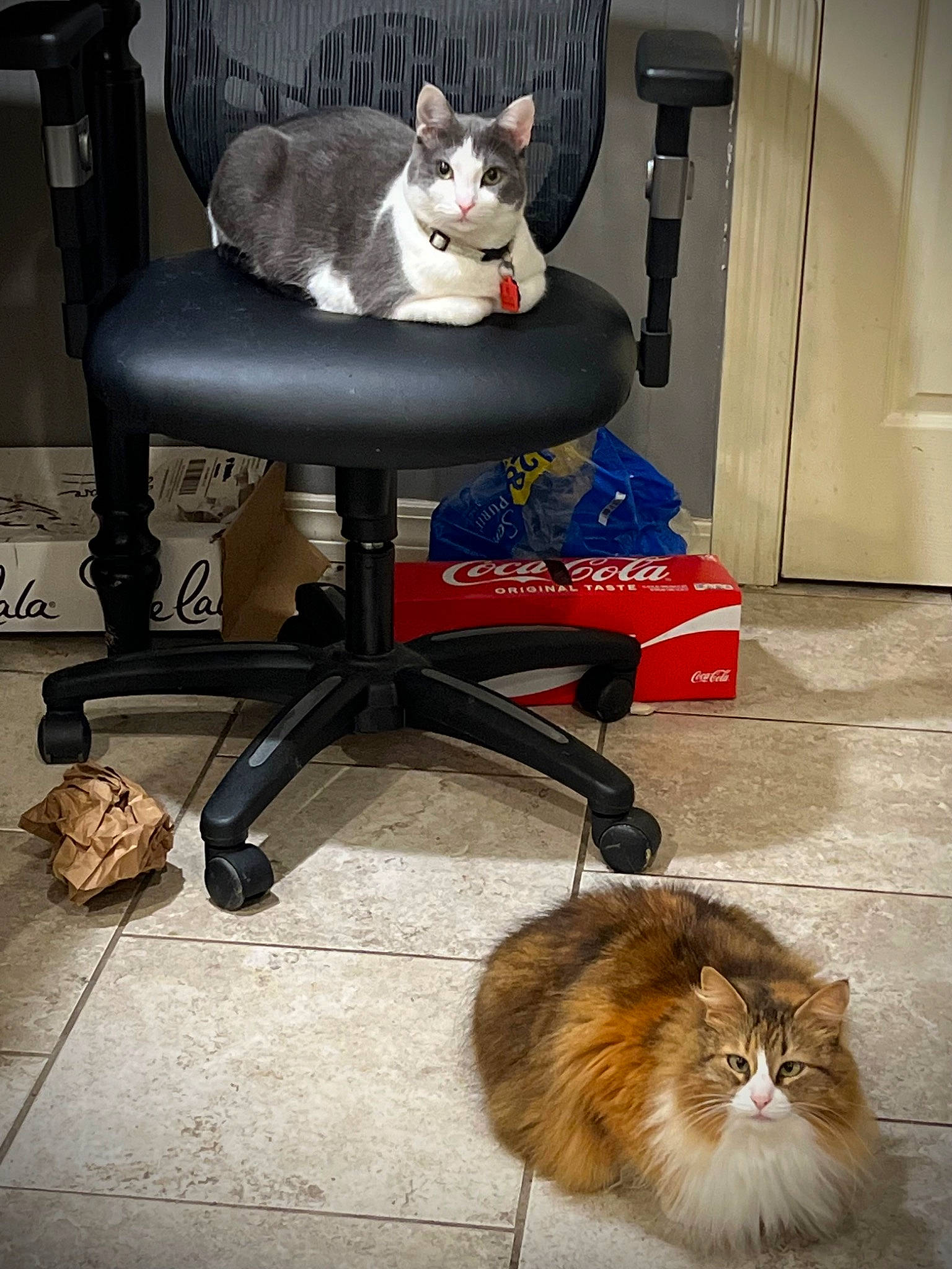Molly joined the competition — help win amazing prizes! carnivore, cat, cat_supply, chair, comfort, domestic_short_haired_cat, felidae, floor, flooring, fur, hardwood, mammal, room, sitting, small_to_medium_sized_cats, table, tail, vertebrate, whiskers, wood