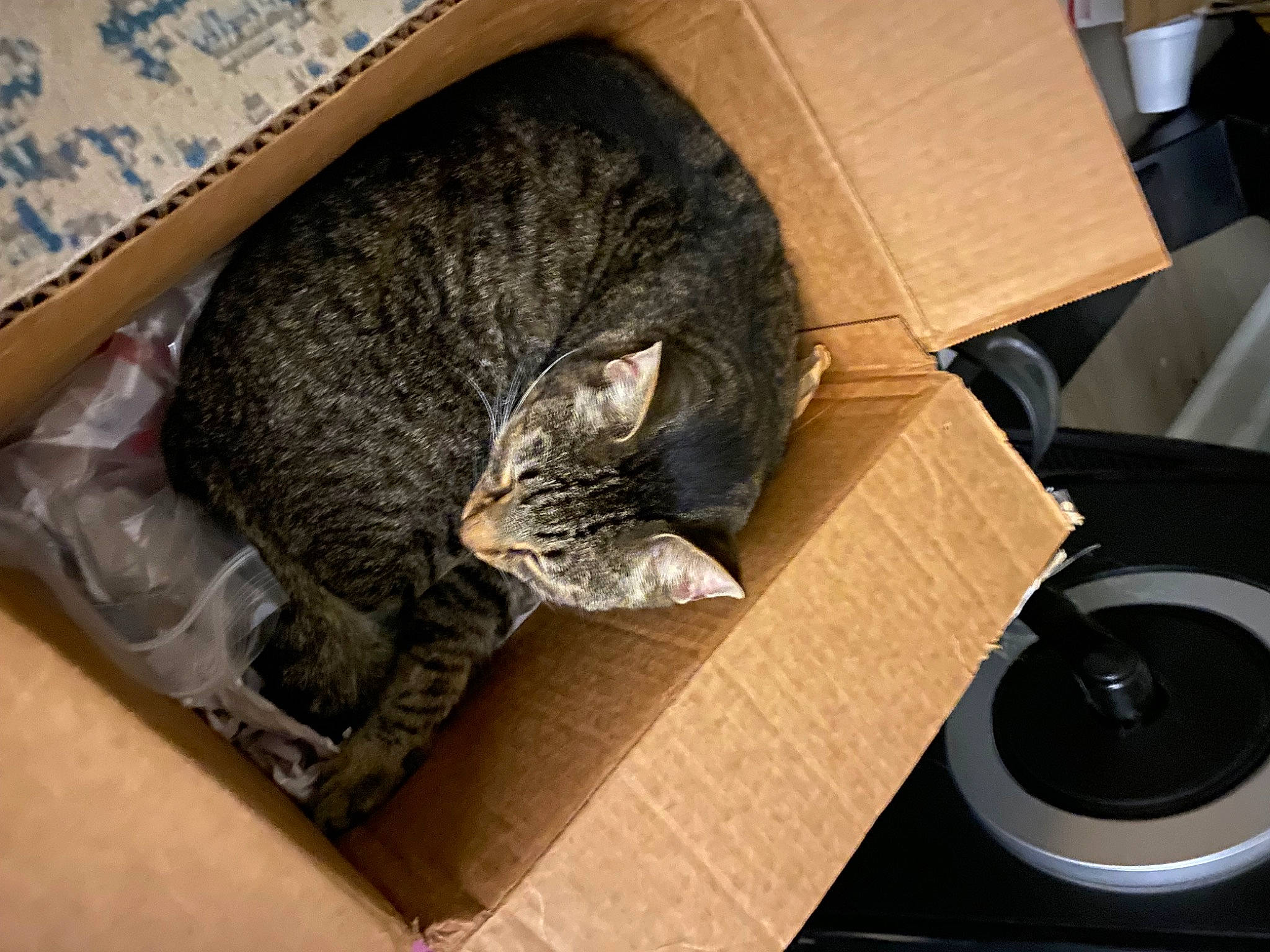 Henry joined the competition — help win amazing prizes! automotive_tire, carnivore, carton, cat, cat_bed, comfort, domestic_short_haired_cat, felidae, fur, grey, nap, rim, shipping_box, sleep, small_to_medium_sized_cats, tail, terrestrial_animal, tread, whiskers, wood