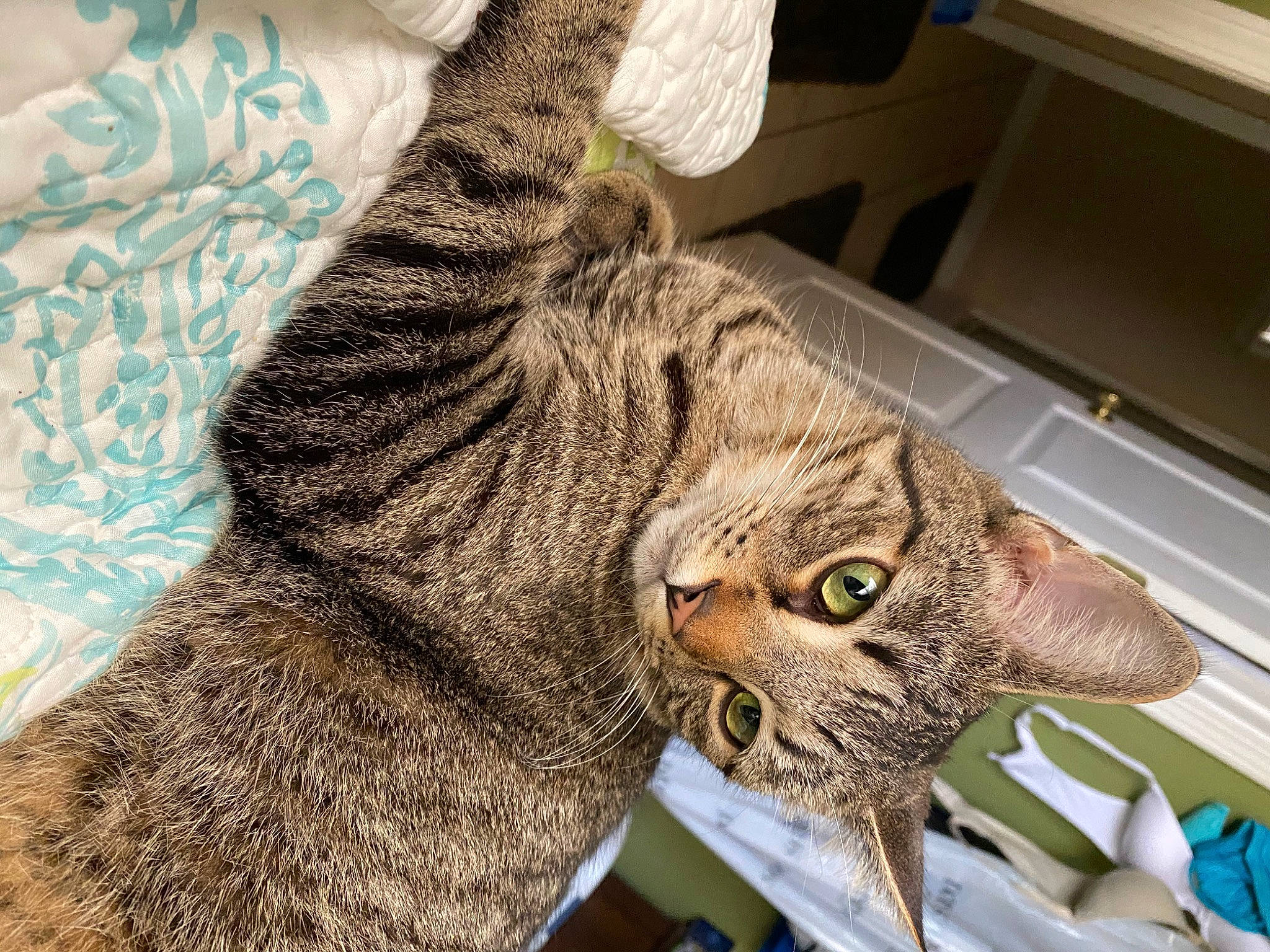 Henry joined the competition — help win amazing prizes! carnivore, cat, domestic_short_haired_cat, felidae, fur, plant, small_to_medium_sized_cats, snout, tail, terrestrial_animal, whiskers, wildlife