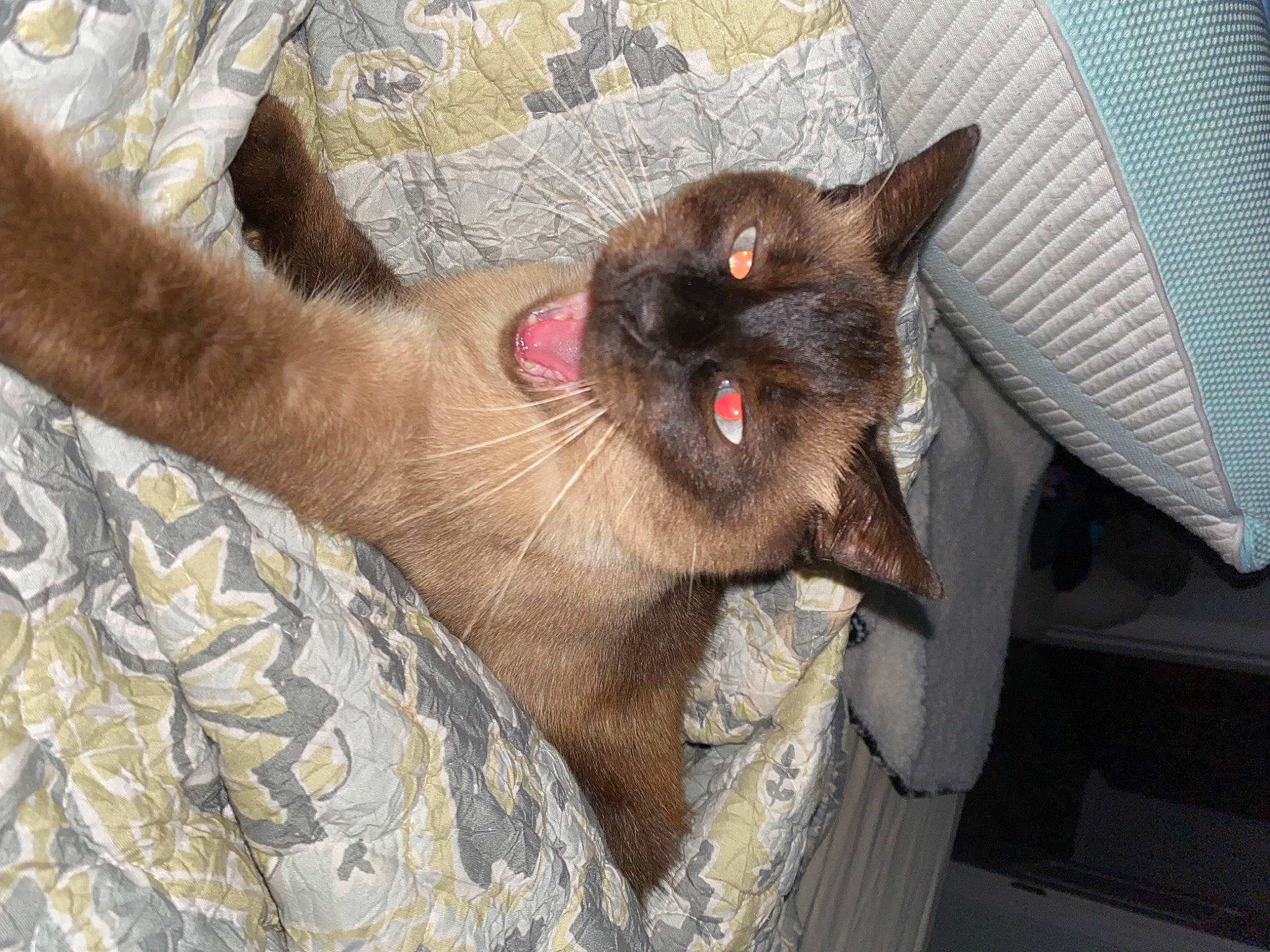 Dexter is registered to the contest to win money with this photo: carnivore, cat, claw, domestic_short_haired_cat, fawn, felidae, foot, fur, paw, siamese, small_to_medium_sized_cats, snout, terrestrial_animal, toe, whiskers