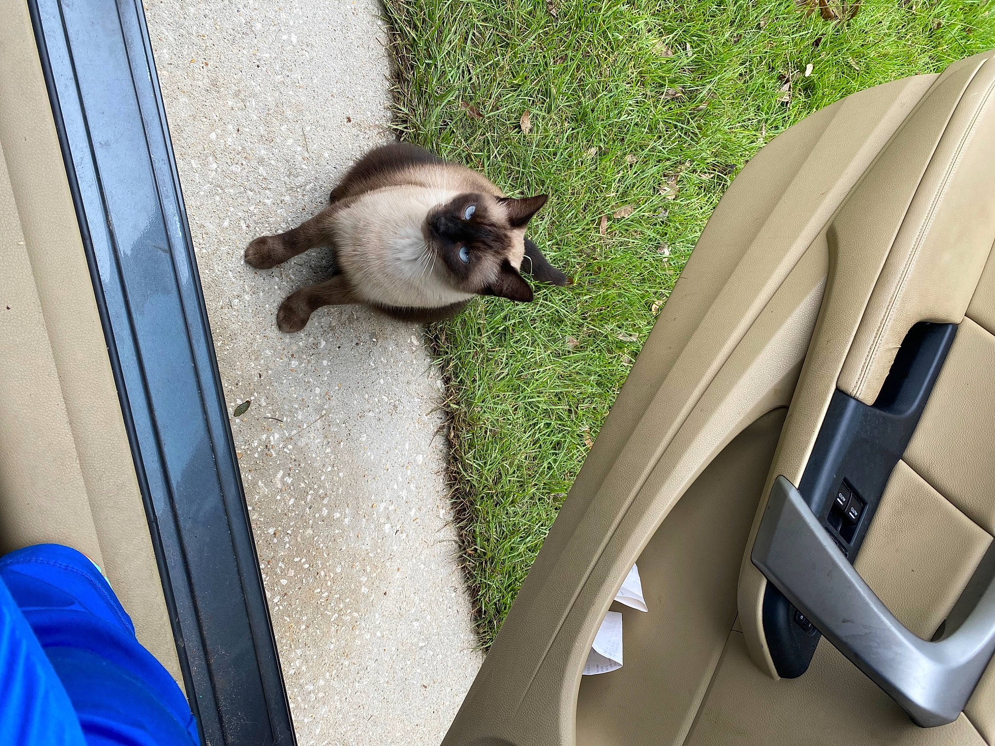 Dexter joined the competition — help win amazing prizes! auto_part, automotive_design, automotive_exterior, automotive_mirror, automotive_tire, carnivore, cat, felidae, fender, hood, motor_vehicle, personal_luxury_car, plant, siamese, small_to_medium_sized_cats, terrestrial_animal, tints_and_shades, vehicle, vehicle_door, window