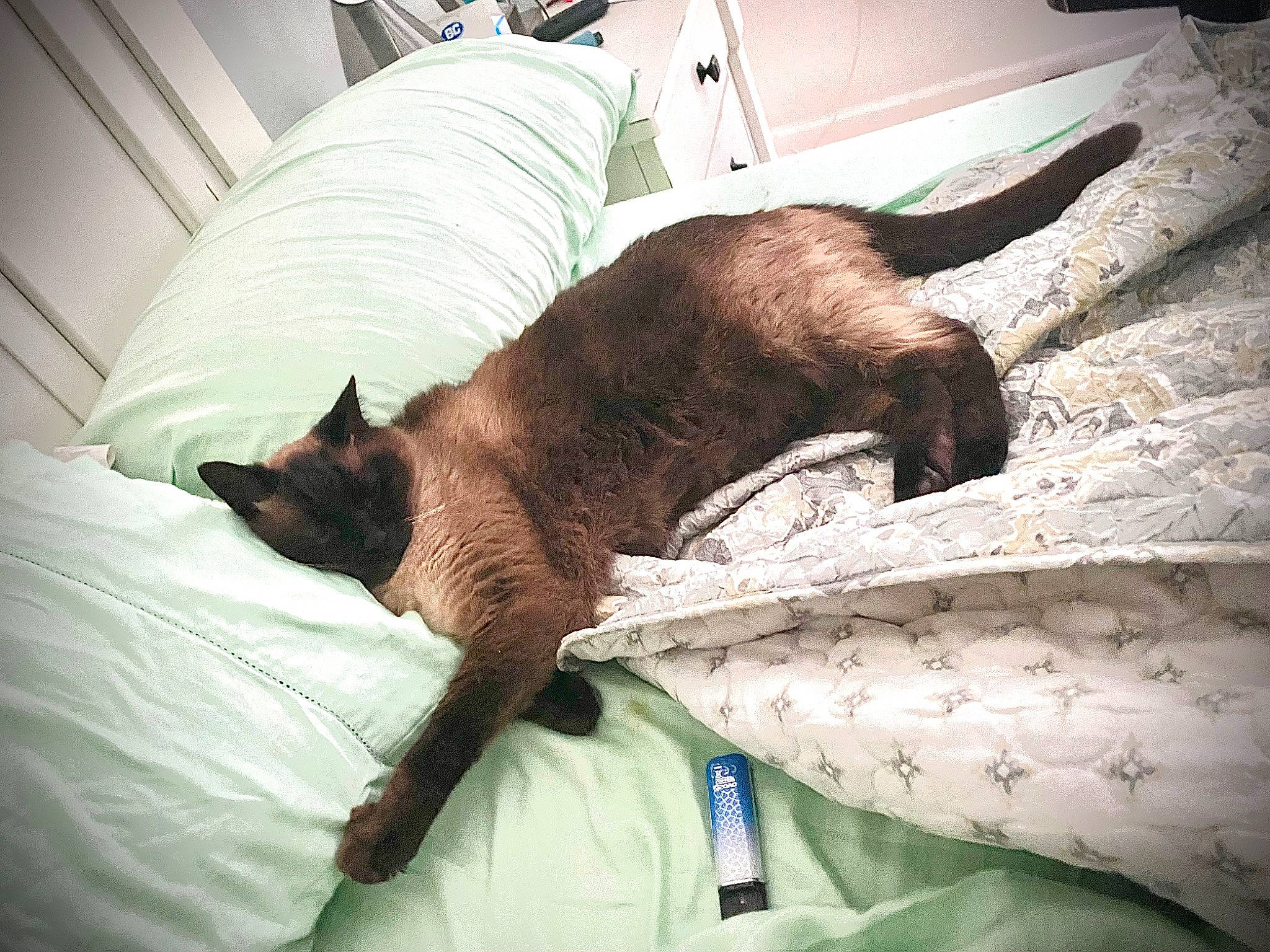 Dexter is registered to the contest to win money with this photo: bed, bed_sheet, bedding, carnivore, cat, comfort, companion_dog, dog_breed, domestic_short_haired_cat, duvet, fawn, felidae, fur, linens, liver, room, small_to_medium_sized_cats, sporting_group, tail, whiskers