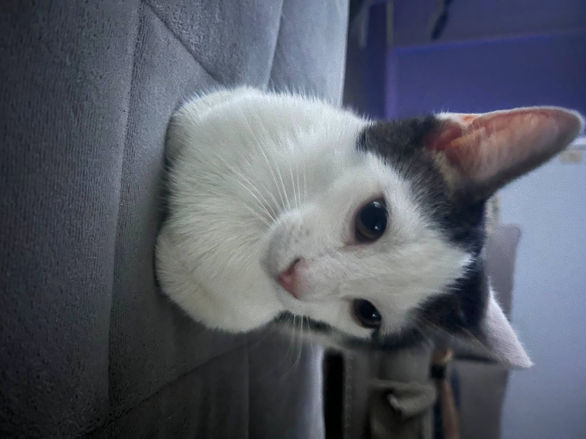 Gizmo joined the competition — help win amazing prizes! carnivore, cat, domestic_short_haired_cat, ear, felidae, fur, paw, small_to_medium_sized_cats, snout, tail, whiskers