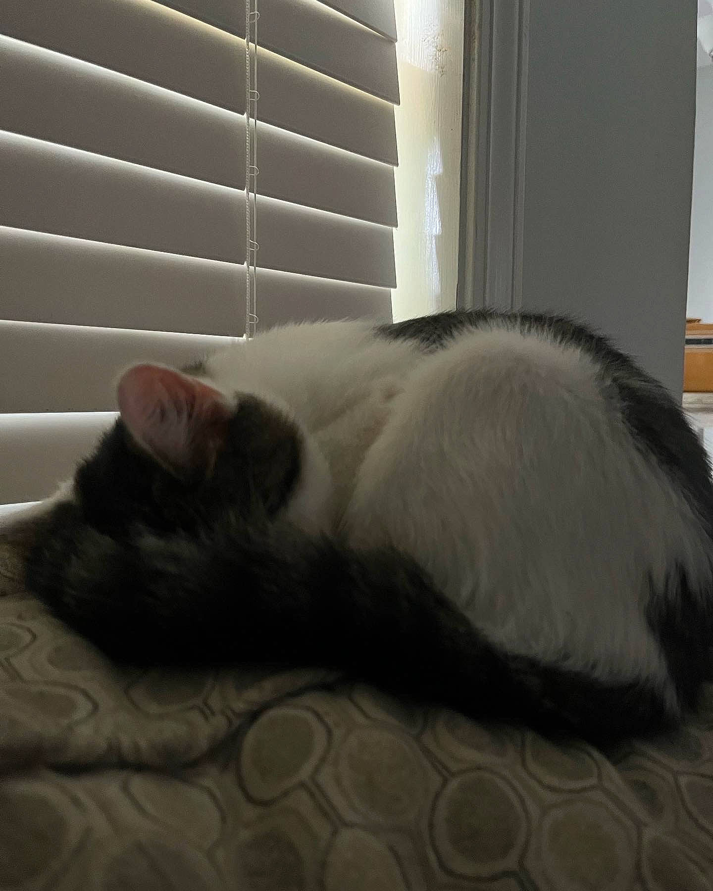 Gizmo joined the competition — help win amazing prizes! canidae, carnivore, cat, comfort, companion_dog, dog_breed, fawn, felidae, flooring, fur, hardwood, nap, paw, small_to_medium_sized_cats, snout, sporting_group, tail, tints_and_shades, whiskers, wood