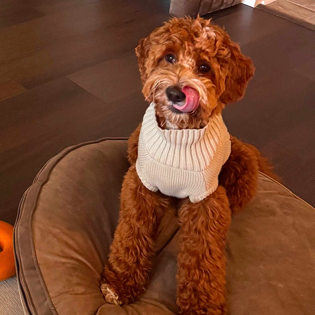 Bruno is registered to the contest to win money with this photo: animal, canine, couch, cushion, dog, dogbed, furniture, hardwood, homedecor, person, pet, poodle, puppy, sitting, terrier, wood
