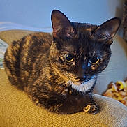 Jinzo is registered to the contest to win money with this photo: animal, armrest, cat, closeup, couch, cozy, domestic, ears, eyes, feline, fur, home, indoor, mammal, pet, portrait, relaxed, resting, tortoiseshell, whiskers