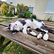 Bao a rejoint le concours — aidez-le/la à gagner de superbes lots ! cat, black_and_white, lying_down, outdoor, picnic_table, wooden_table, garden, flowers, roses, greenery, grass, relaxed, pet, animal, nature, daylight, curious, fur, whiskers, paws