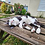 cat, black_and_white, lying_down, outdoor, picnic_table, wooden_table, garden, flowers, roses, greenery, grass, relaxed, pet, animal, nature, daylight, curious, fur, whiskers, paws