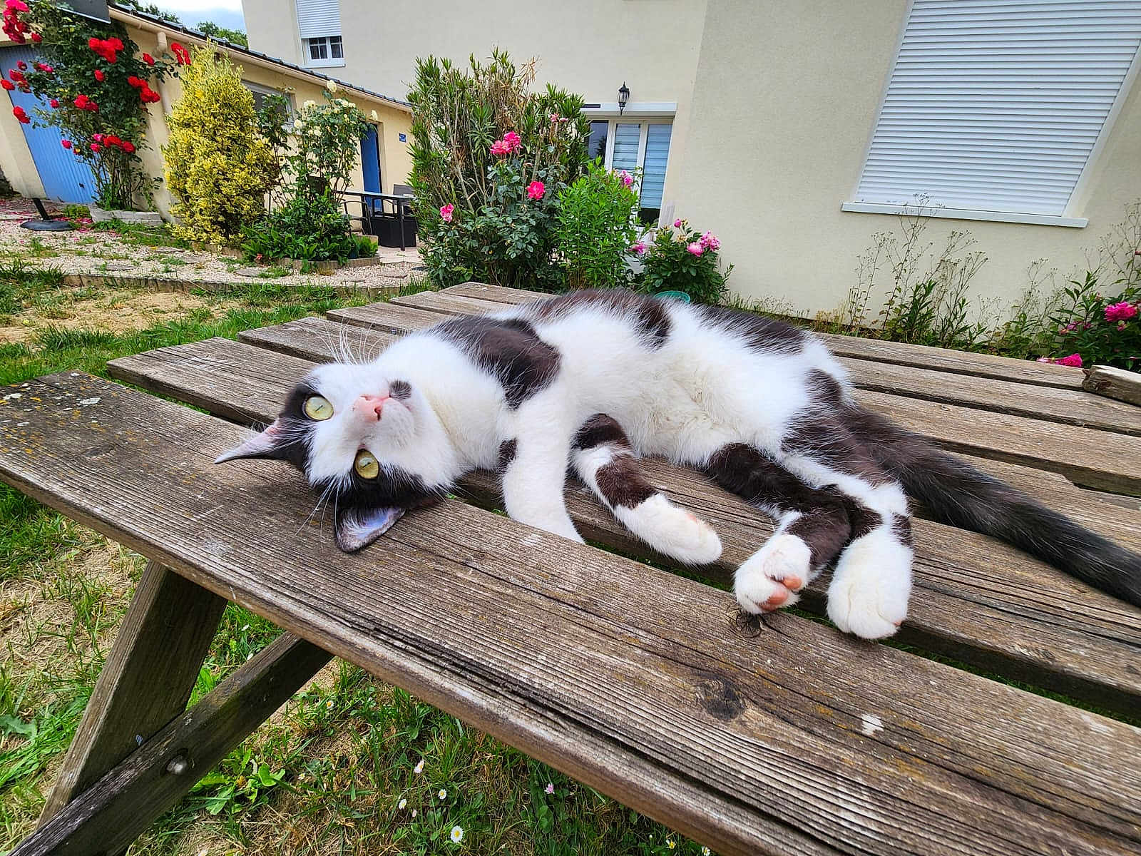 Bao a rejoint le concours — aidez-le/la à gagner de superbes lots ! cat, black_and_white, lying_down, outdoor, picnic_table, wooden_table, garden, flowers, roses, greenery, grass, relaxed, pet, animal, nature, daylight, curious, fur, whiskers, paws