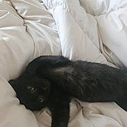 Suki participe au concours pour gagner de l'argent avec cette photo : animal, bed, black_cat, cat, comfort, cozy, curious, cute, domestic_animal, eyes, feline, fur, indoor, pet, relaxing, resting, sleepy, soft, whiskers, white_sheets
