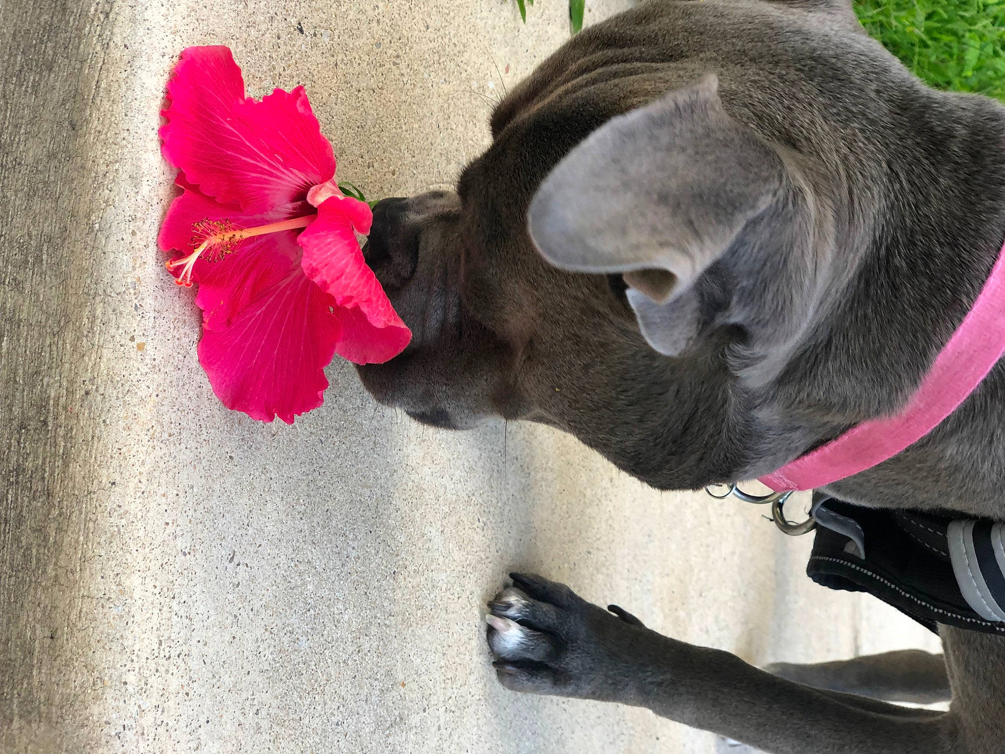 Haven joined the competition — help win amazing prizes! carmine, carnivore, collar, companion_dog, dog, dog_breed, dog_collar, dog_supply, fashion_accessory, fawn, flower, fur, liver, magenta, pet_supply, petal, plant, snout, tail, working_animal
