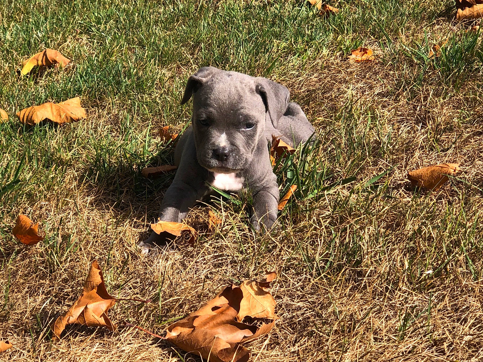 Haven joined the competition — help win amazing prizes! carnivore, companion_dog, dog, dog_breed, fawn, field, grass, grass_family, grassland, groundcover, pasture, people_in_nature, plant, prairie, snout, soil, sporting_group, tail, terrestrial_animal, working_animal