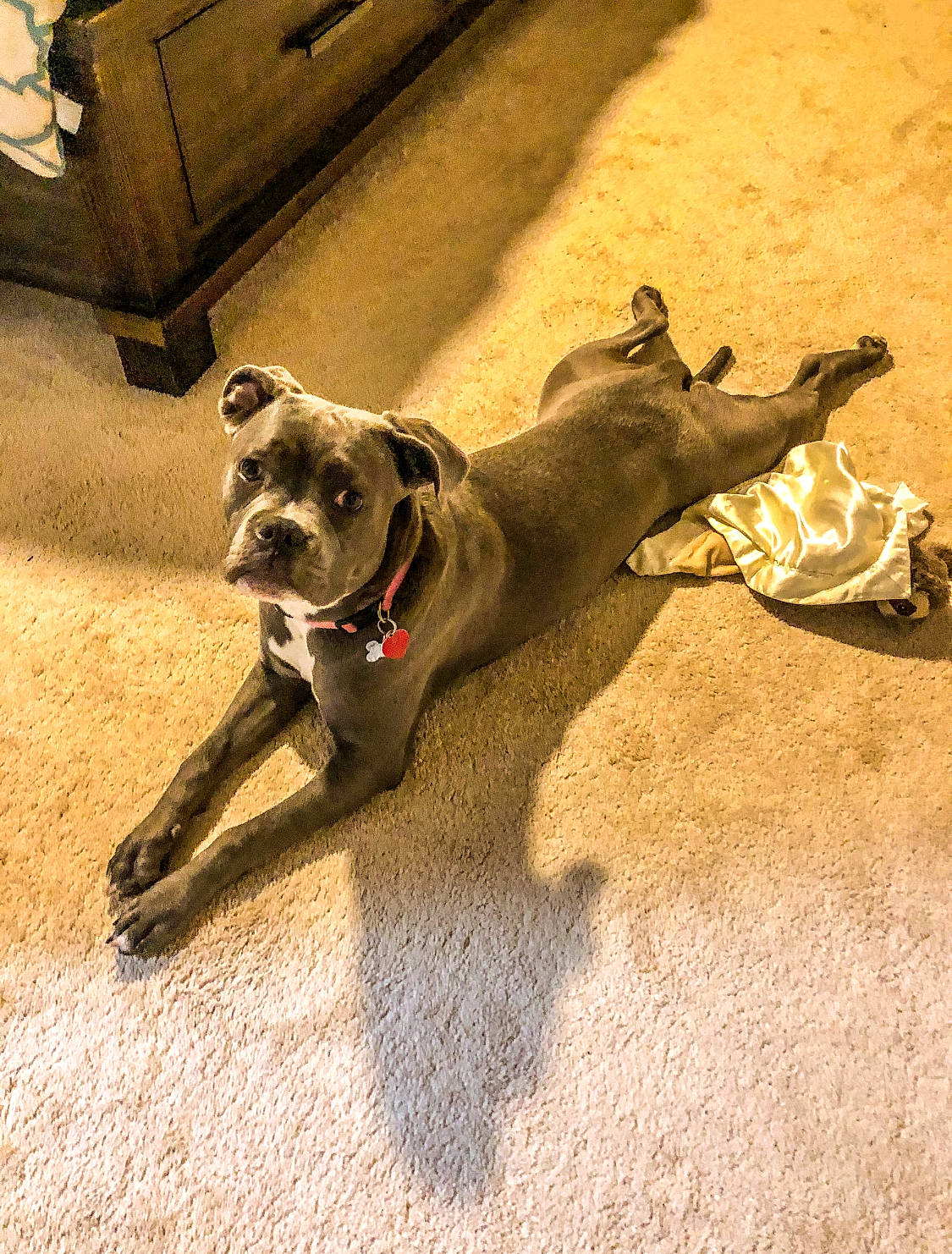 Haven joined the competition — help win amazing prizes! asphalt, carnivore, collar, companion_dog, dog, dog_breed, dog_collar, dog_supply, fashion_accessory, fawn, floor, flooring, leash, pet_supply, road_surface, shadow, tail, tints_and_shades, toy_dog, working_animal