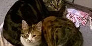 Caline participe au concours pour gagner de l'argent avec cette photo :