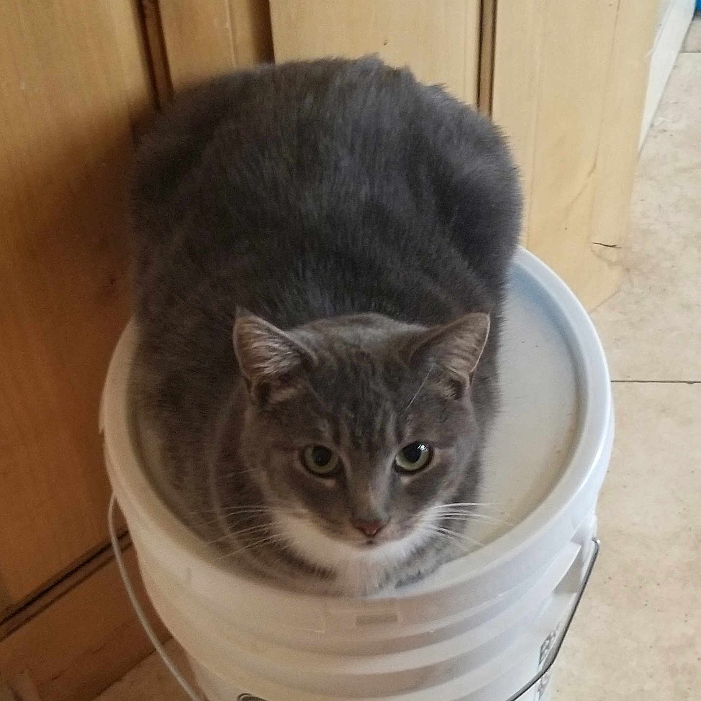 Oliver is registered to the contest to win money with this photo: animal, bucket, cat, close_up, container, curious, domestic, emergency_essentials, feline, floor, gray_cat, household, indoor, looking, pet, plastic_bucket, sitting, tile_floor, white_cat, wooden_cabinet
