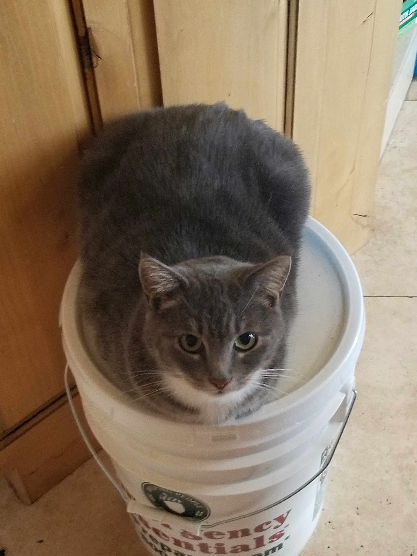 Oliver is registered to the contest to win money with this photo: cat, gray_cat, white_cat, bucket, plastic_bucket, indoor, floor, tile_floor, wooden_cabinet, pet, animal, feline, sitting, looking, curious, close_up, container, domestic, household, emergency_essentials