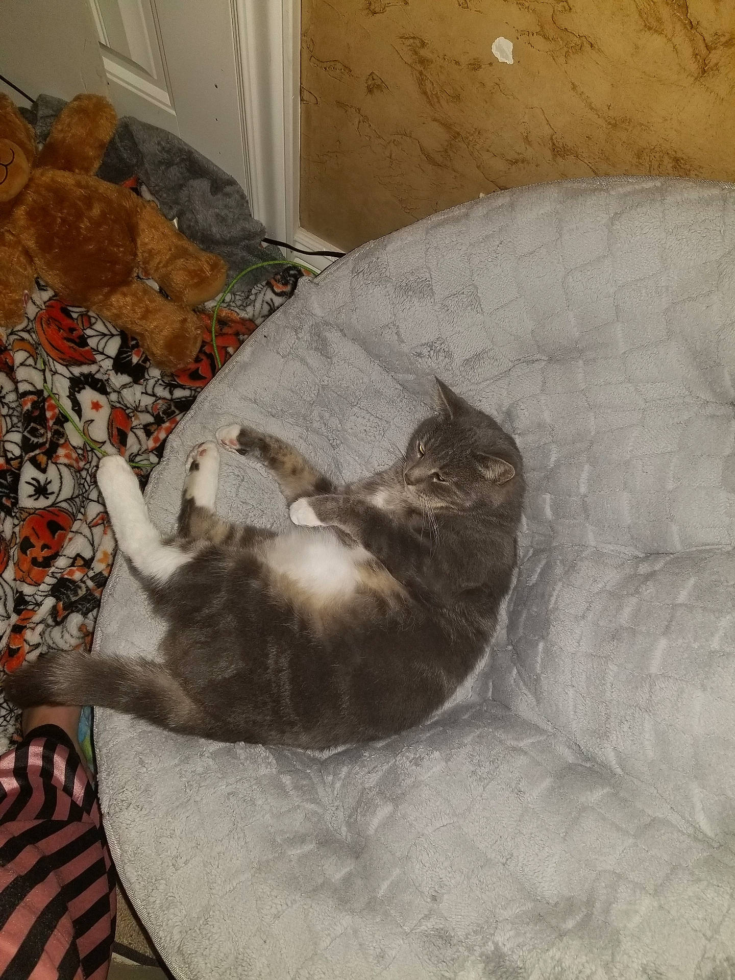 Oliver is registered to the contest to win money with this photo: carpet, cat, chair, corner, cozy, door, feline, foot, gray_cat, halloween_blanket, indoor, pet, pumpkin_pattern, quilted_chair, relaxing, spiderweb_pattern, striped_pajamas, teddy_bear, wall, white_paws