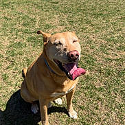 Duke is registered to the contest to win money with this photo: dog, canine, tongue_out, happy, sitting, outdoor, grass, sunny, pet, light_brown, collar, playful, daytime, fence, yard, animal, domestic_animal, muzzle, shadow, house