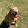 dog, canine, tongue_out, happy, sitting, outdoor, grass, sunny, pet, light_brown, collar, playful, daytime, fence, yard, animal, domestic_animal, muzzle, shadow, house