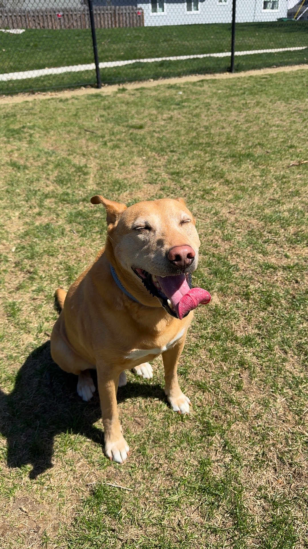 Duke is registered to the contest to win money with this photo: dog, canine, tongue_out, happy, sitting, outdoor, grass, sunny, pet, light_brown, collar, playful, daytime, fence, yard, animal, domestic_animal, muzzle, shadow, house
