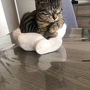 Aya participe au concours pour gagner de l'argent avec cette photo : cat, tabby, sleeping, sleepy, pet, animal, kitten, striped_fur, closed_eyes, whiskers, paws, small_bed, cushion, indoor, home, table, wooden_surface, reflection, furniture, relaxed