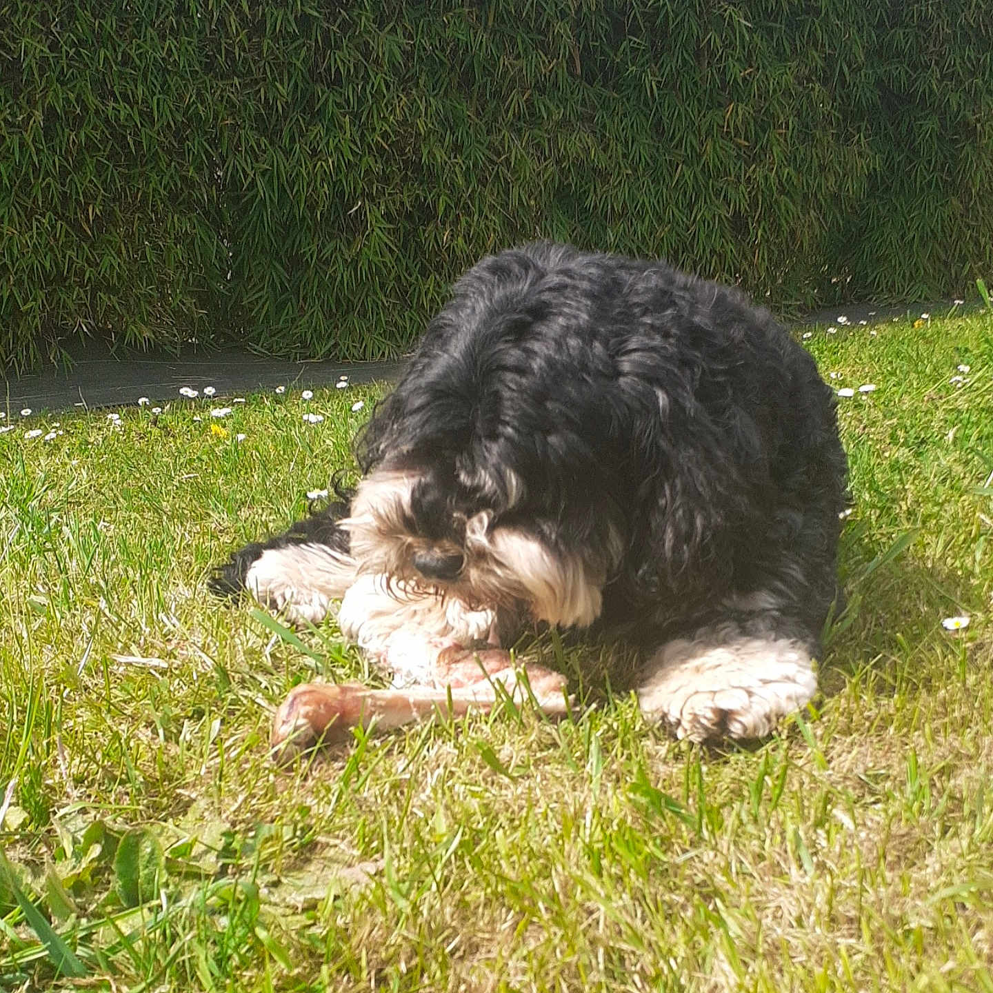 Missy