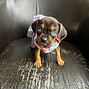 Lola is registered to the contest to win money with this photo: puppy, dog, blue_eyes, black_leather_chair, worn_chair, colorful_outfit, pet, cute, animal, indoor, small_dog, fur, ears, paws, looking_up, young_dog, domestic_animal, close_up, portrait, adorable