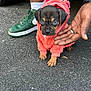 puppy, dog, blue_eyes, pink_hoodie, asphalt, person, hand, sneaker, green_shoes, outdoor, cute, pet, small_dog, fur, animal, street, clothing, paw, walking, hoodie