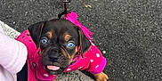 Lola joined the competition — help win amazing prizes! puppy, dog, blue_eyes, pink_hoodie, leash, asphalt, road, person, pink_shoes, tongue_out, cute, small, pet, walking, outdoor, paw, sitting, bow, animal, fashion
