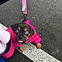 puppy, dog, blue_eyes, pink_hoodie, leash, asphalt, road, person, pink_shoes, tongue_out, cute, small, pet, walking, outdoor, paw, sitting, bow, animal, fashion