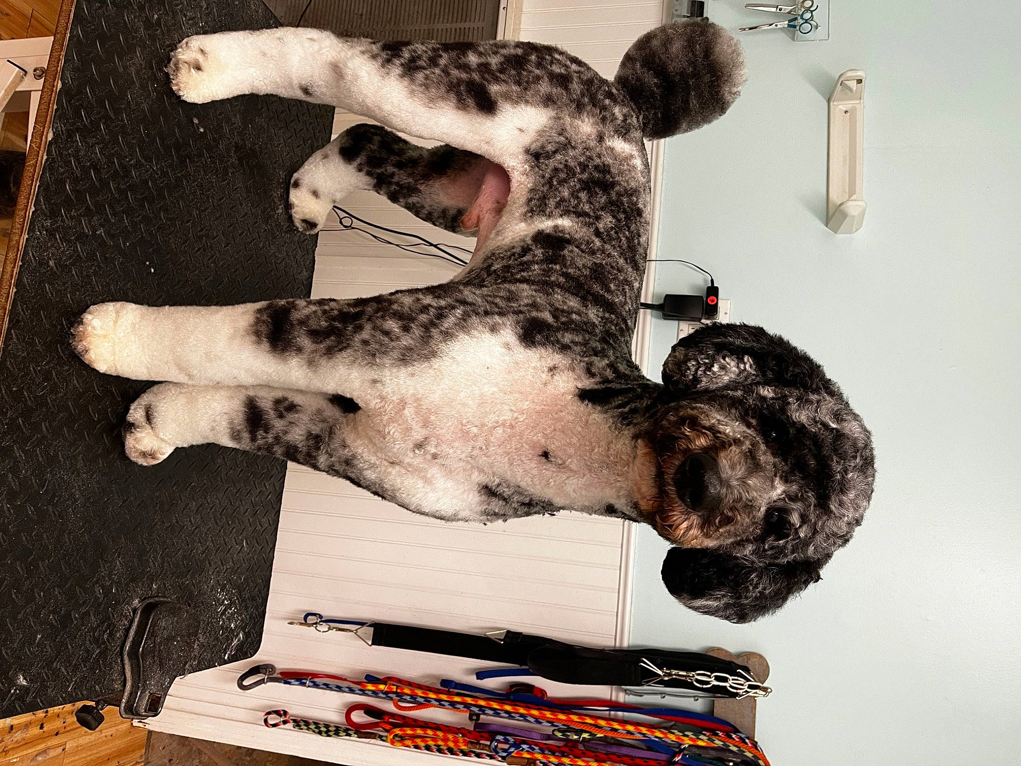 Link is registered to the contest to win money with this photo: art, artist, companion_dog, dalmatian, dog_breed, felidae, flesh, fur, non_sporting_group, paw, room, small_to_medium_sized_cats, snout, tail, visual_arts, wood