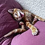 kitten, orange_tabby, cat, paw, yawn, meow, cushion, purple, feline, pet, indoor, relaxed, cute, whiskers, fur, playful, small, animal, cozy, resting