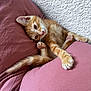kitten, cat, orange_tabby, pet, cute, animal, feline, paw, whiskers, indoor, pillows, resting, relaxed, fur, small_animal, mauve, texture, wall, cozy, sleepy