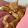 kitten, cat, sleeping, ginger, fur, tail, paw, cozy, blanket, pink, cute, pet, animal, resting, indoor, closeup, feline, soft, relaxed, domestic