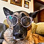 Pep is registered to the contest to win money with this photo: dog, german_shepherd, glasses, pet, indoors, couch, blanket, furniture, portrait, animal, face, ears, nose, brown, black, fur, home, relaxed, close_up, cozy